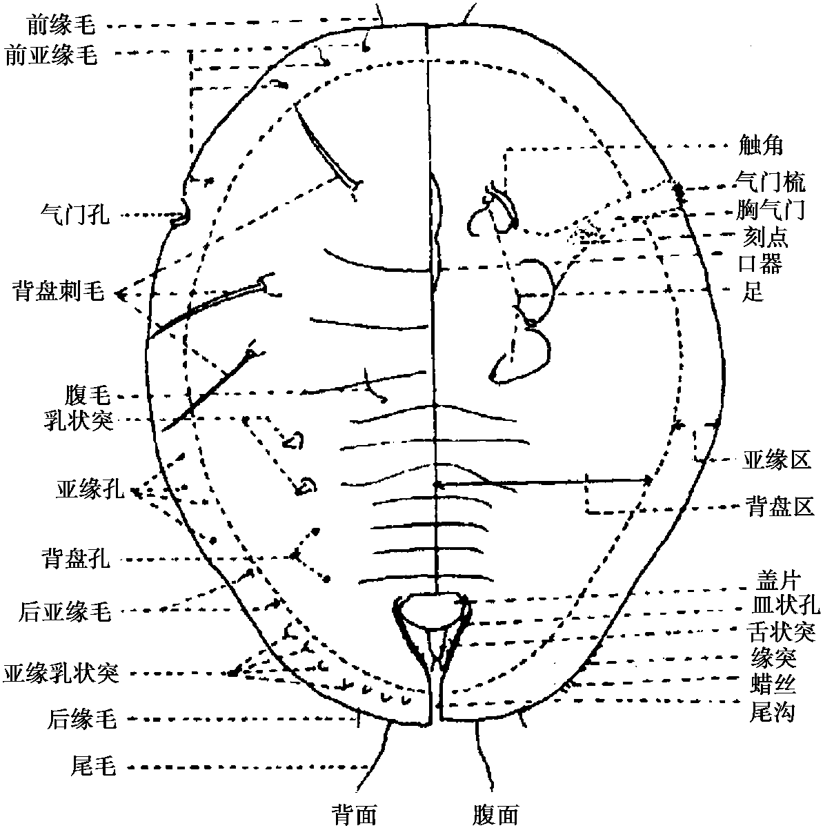 2.特征術語(以下特征術語全指蛹殼)